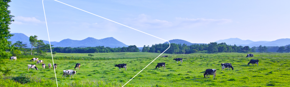 A lush field with cows, hills in the distance.