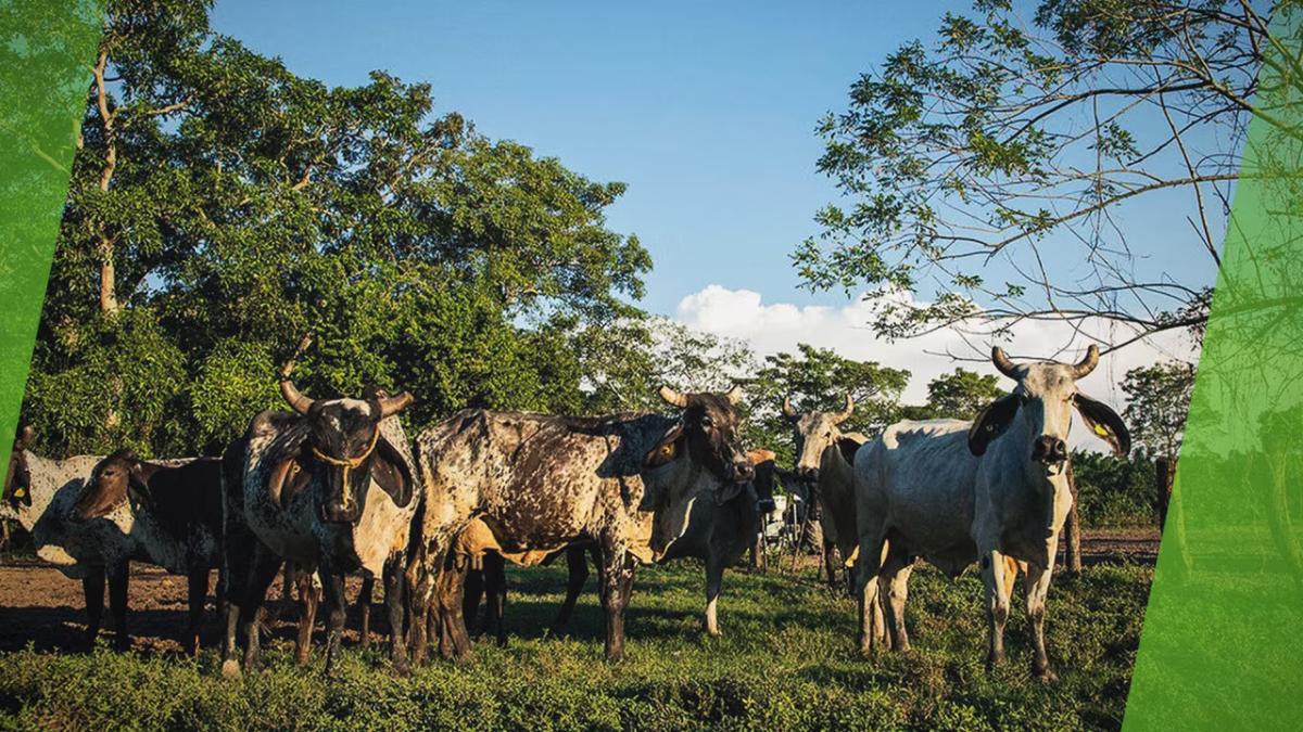 A small herd of cows.