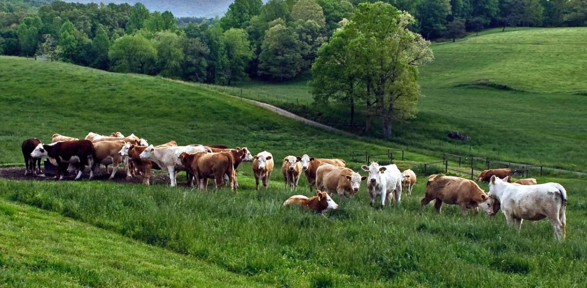 Image courtesy of Mark Stebnicki A herd of cows in a green field.