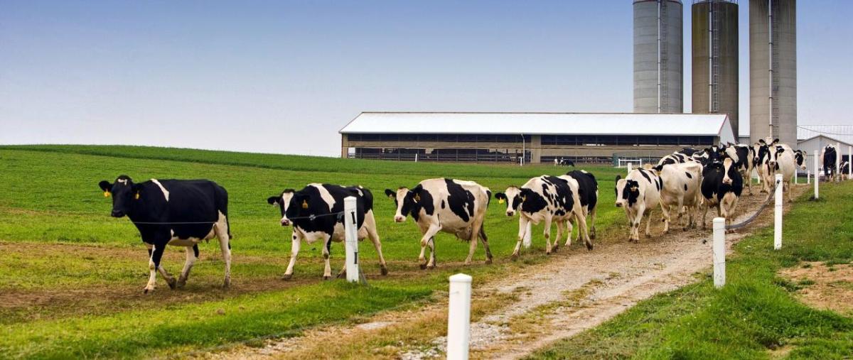 Cows walking along a path on a farm.