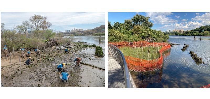 Wetlands at Sherman Creek Park – Before and after successful establishment and growth of marsh grass plantings. Photo Credit: Craig Warga (L), Ben Hider – benhiderimages.com (R) ' '
