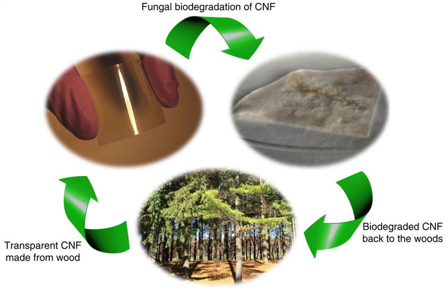 Diagram of the cycle of nanocellulose 