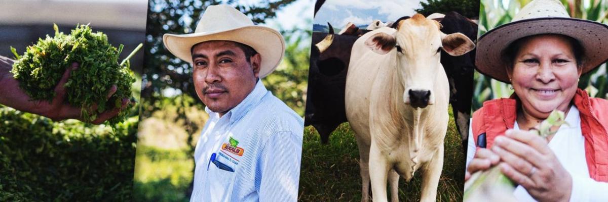 Collage of four images of cattle feed, farmers, and cows.