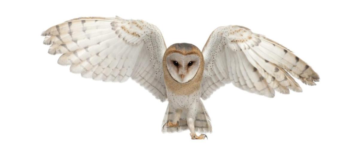 A barn owl with wings open.