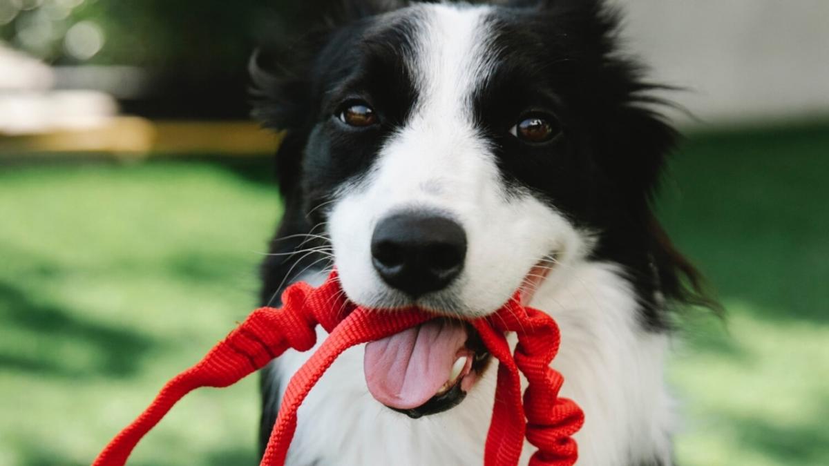 a black and white dog outside holding a red leash in its mouth