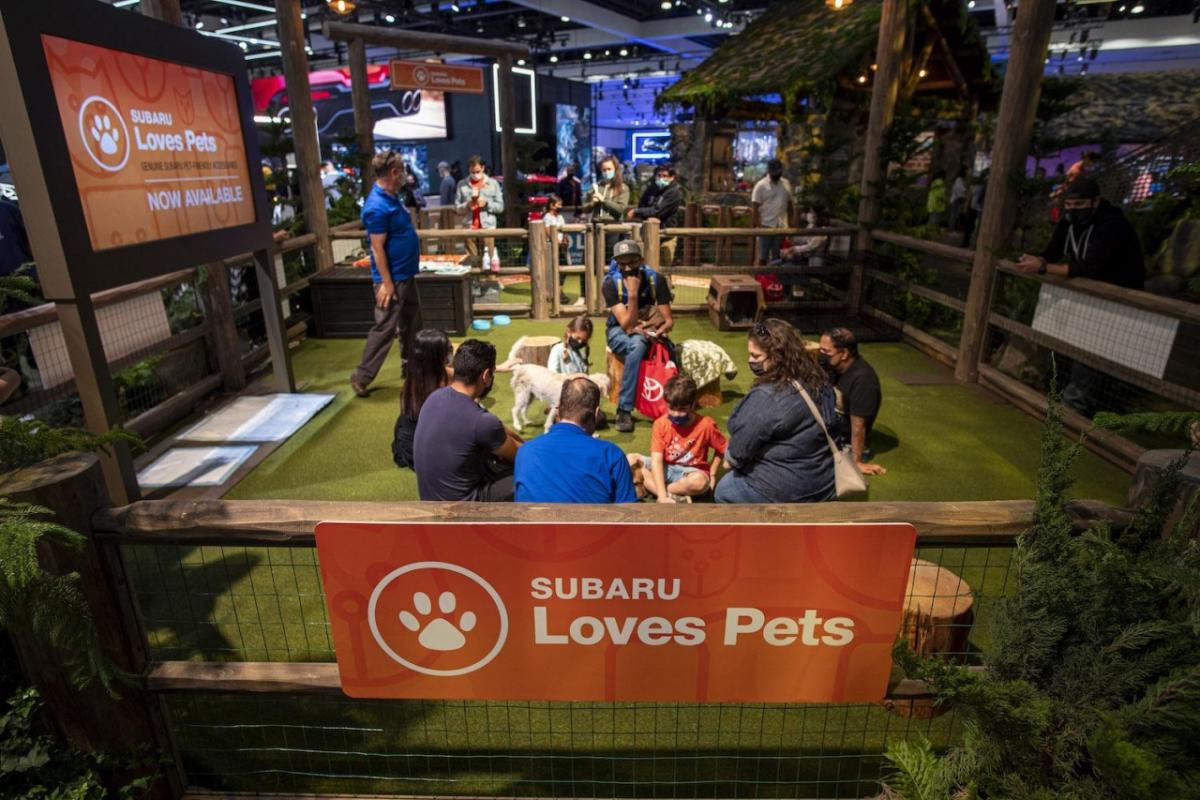 dog adoption booth