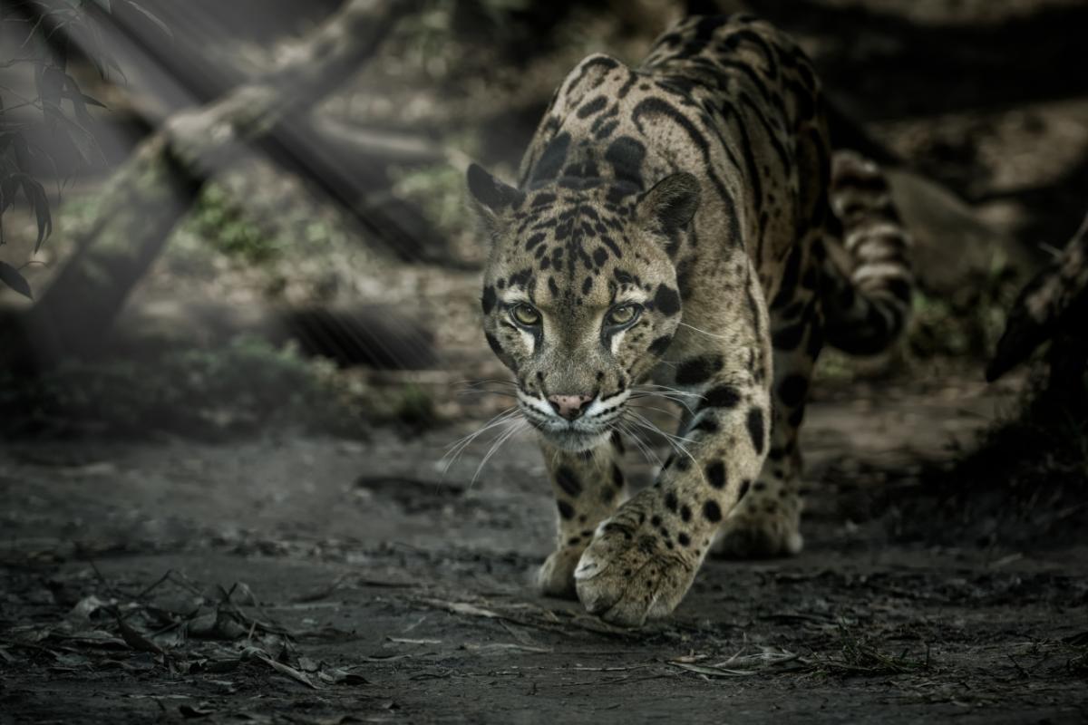 Light Matters to Animals Photo 88402068 © Vladimir Cech - Dreamstime.com