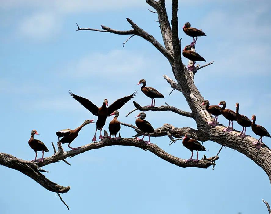 Ducks on branches