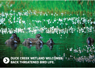 Ducks in a pond