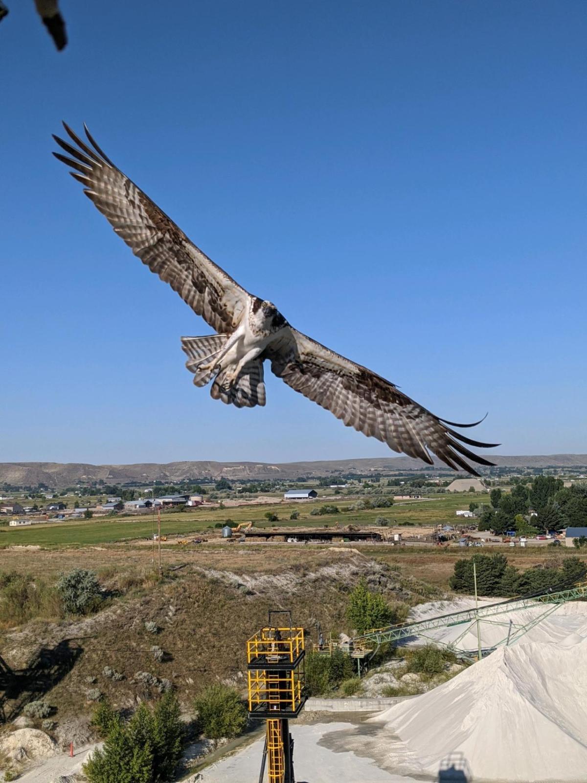 A bird in flight