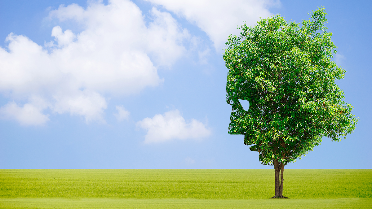 A tree in a field with a blue sky