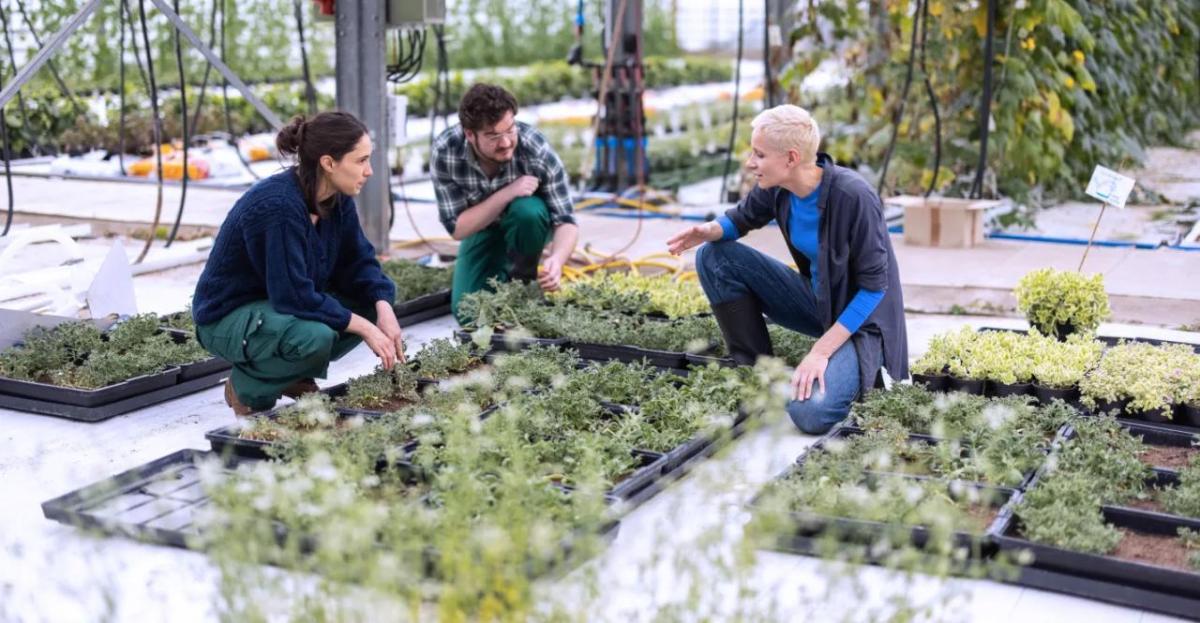 Three people talking while crouched by a patch of seedlings.