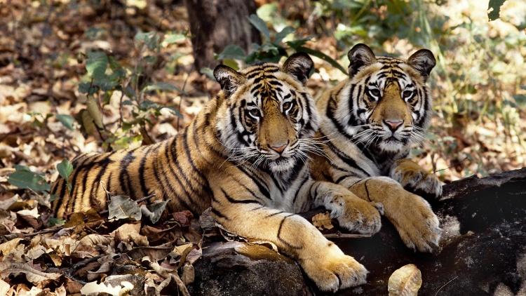 Two Tigers © Vivek R. Sinha