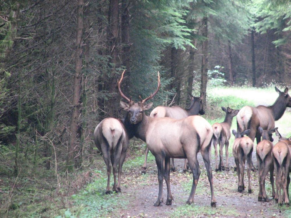  A family of elk grazes alongside a forest road near Forks, Washington.