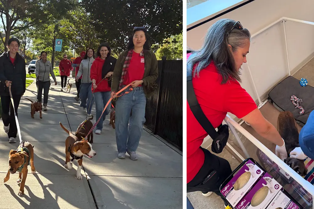 Henkel employees volunteering