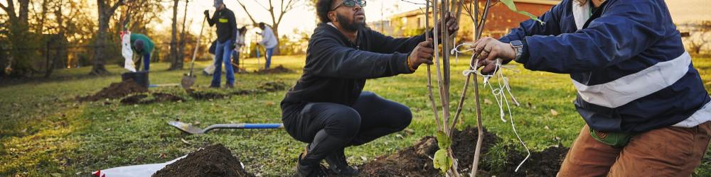 People planting trees outdoors.