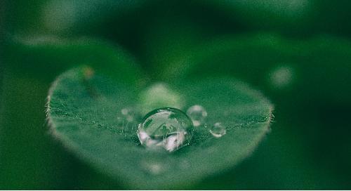 Green leaf with a raindrop.