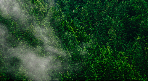 Mist over a very green forest.