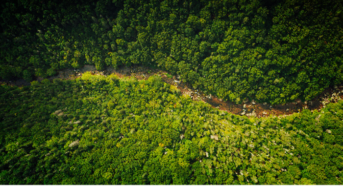 Overhead photo of a dirt road winding through a forest.