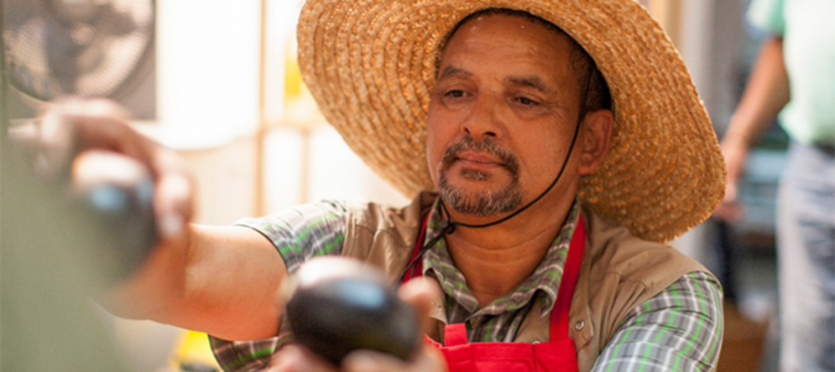 A person in a large straw hat picking fruit