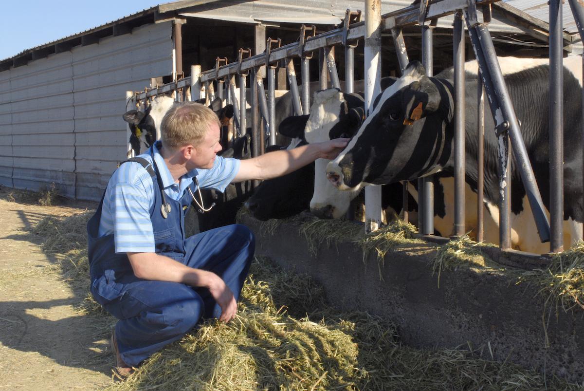 person working on a dairy farm