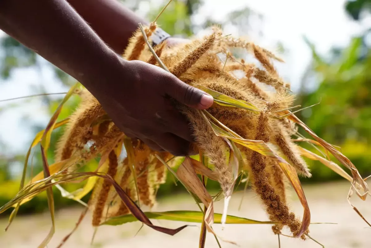 Two hands holding a wheat crop.