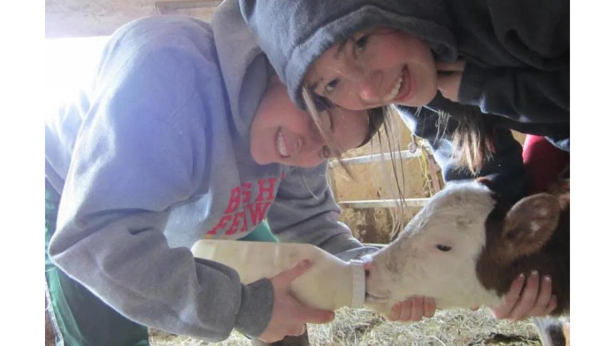 Two people feeding a calf