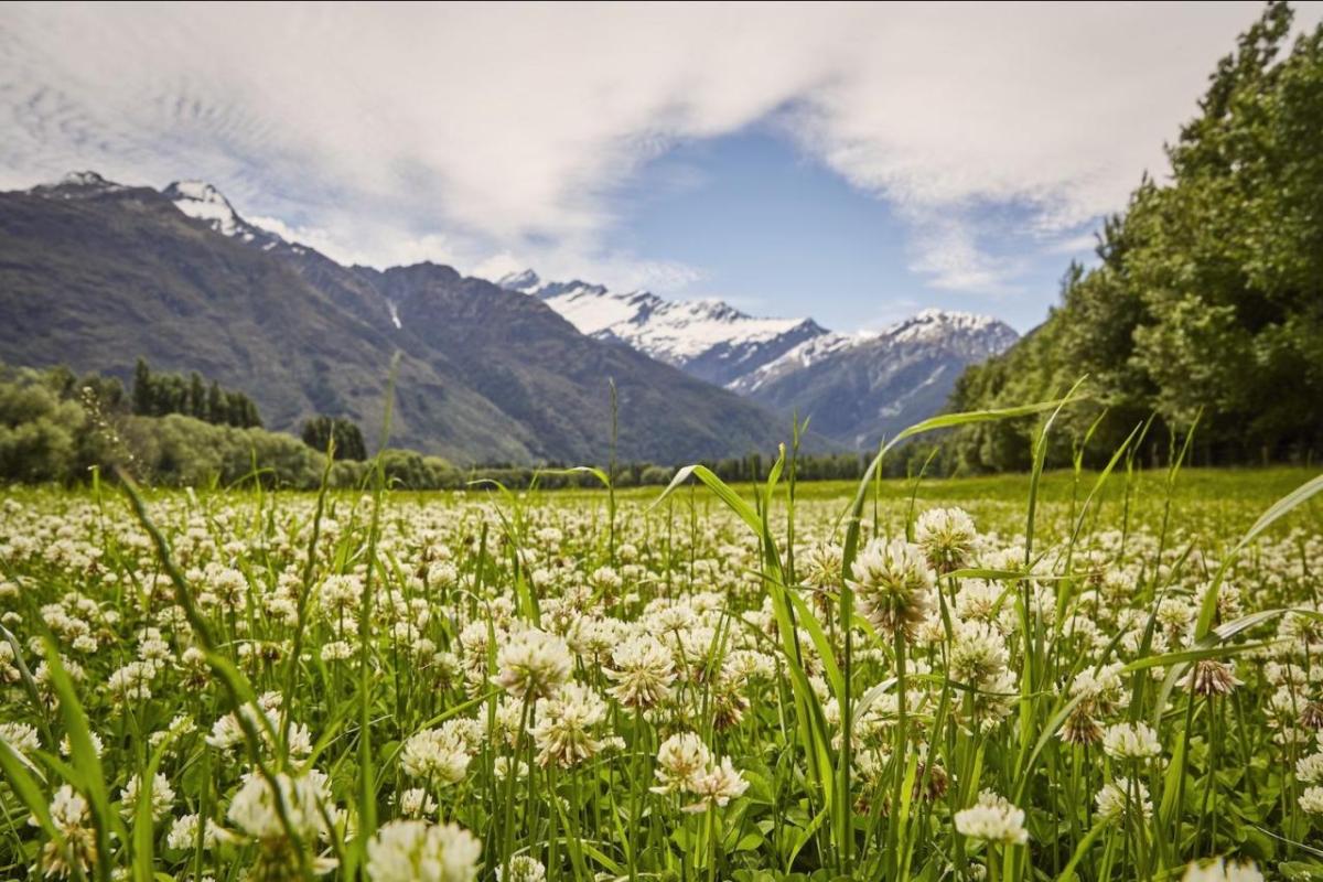 field with flowers and mountains in New Zealand