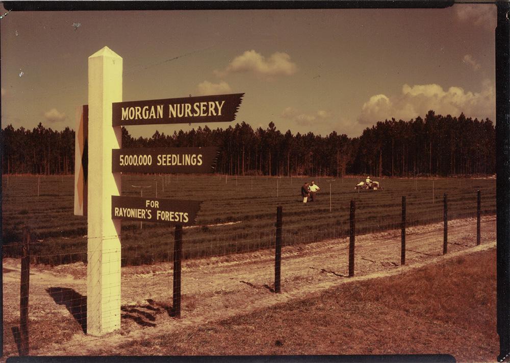 Old sepia tone photo of Morgan Nursery