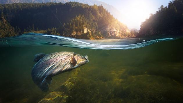 Fish in a lake