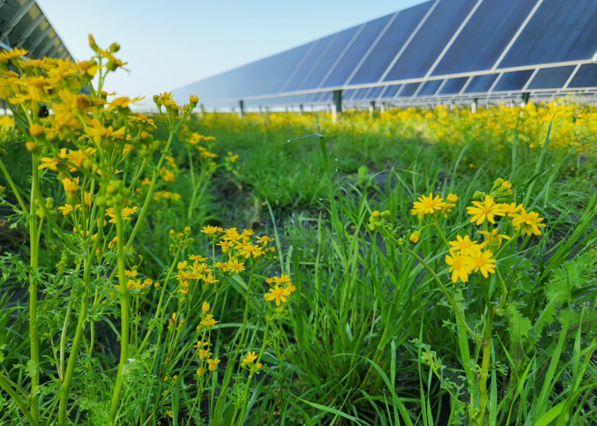 A field of yellow flowers and long rows of solar panels