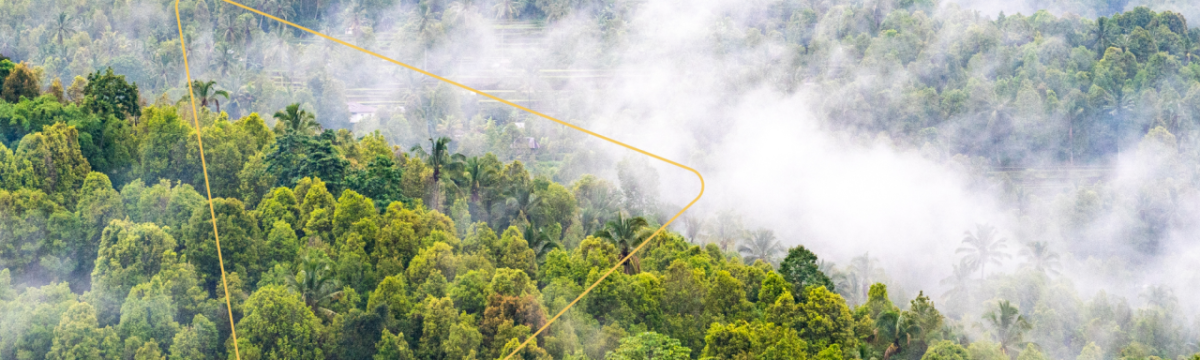 Aerial view of a misty forest canopy.