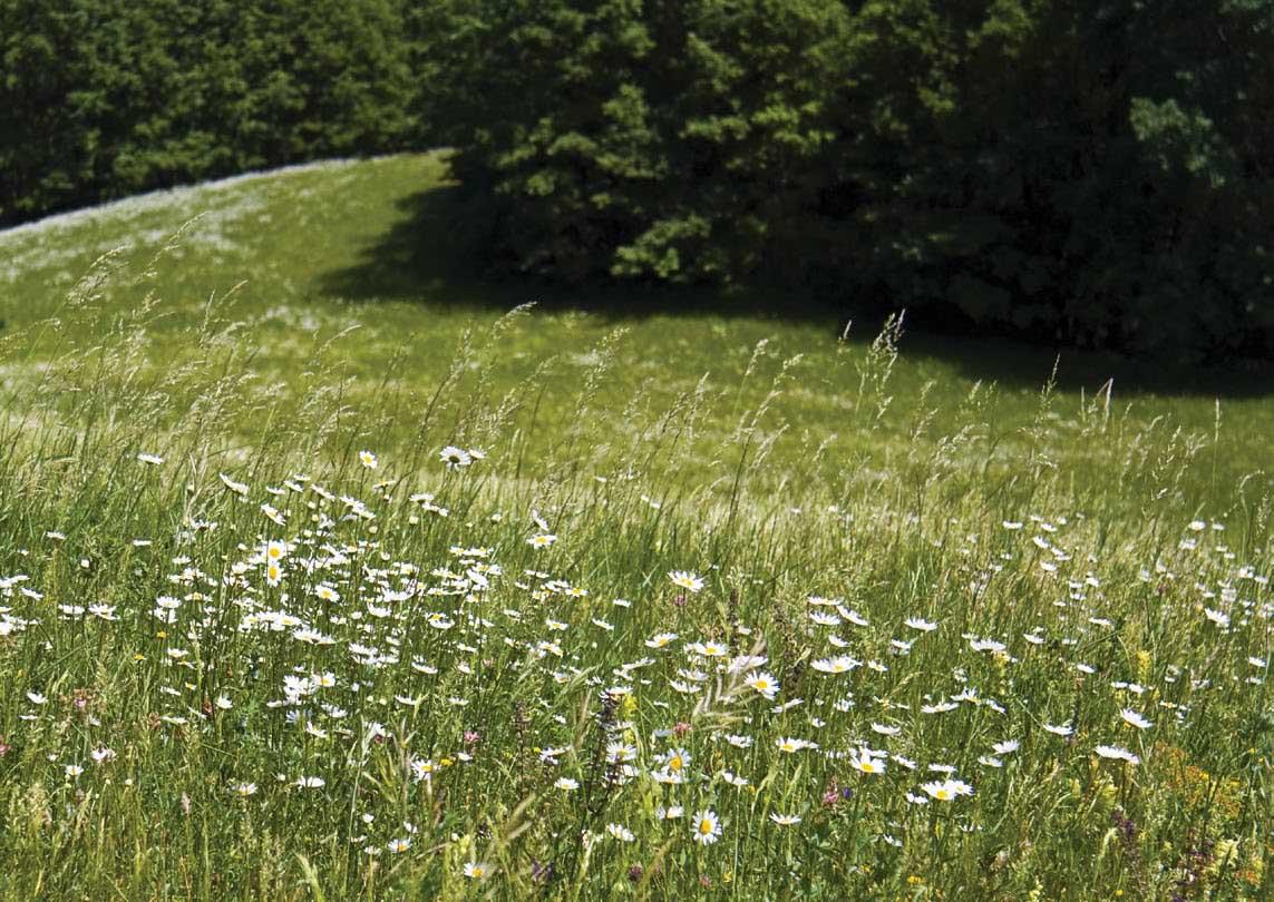 Forest and wildflowers