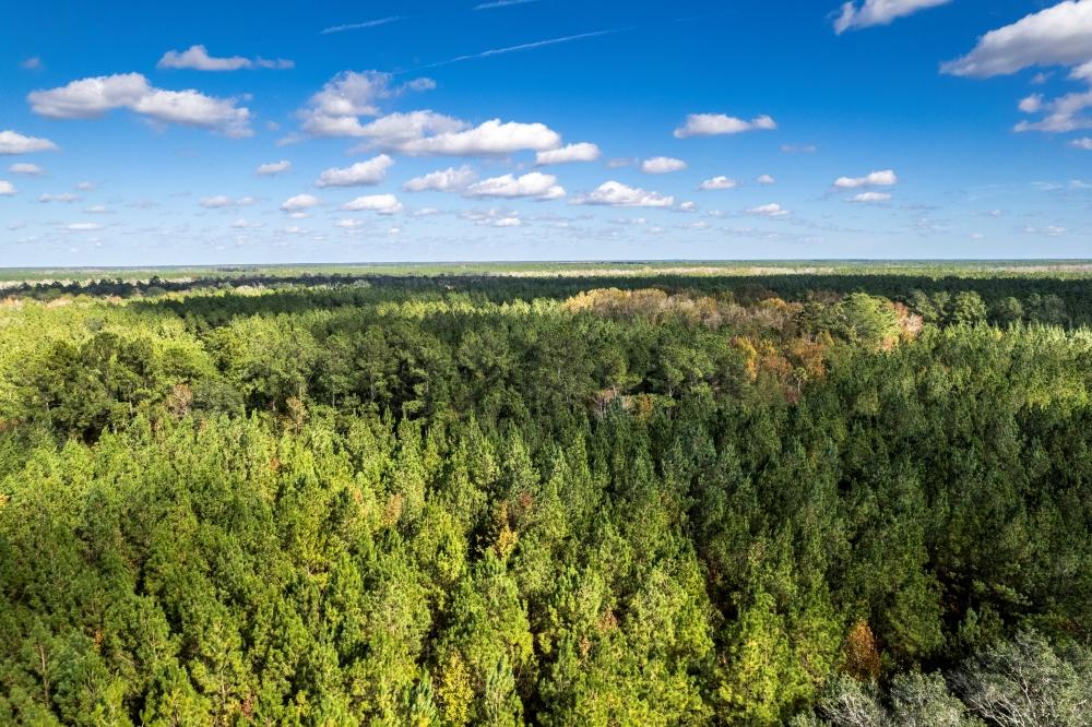 birds eye view of forest