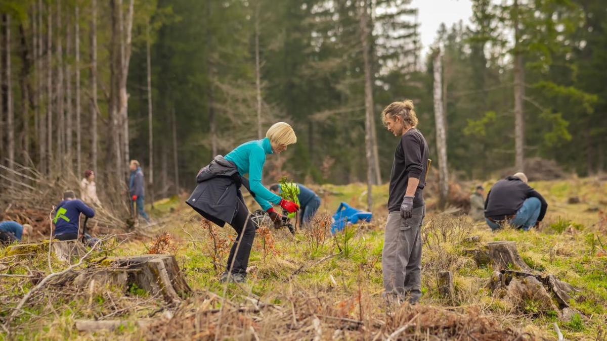 people working in a forest