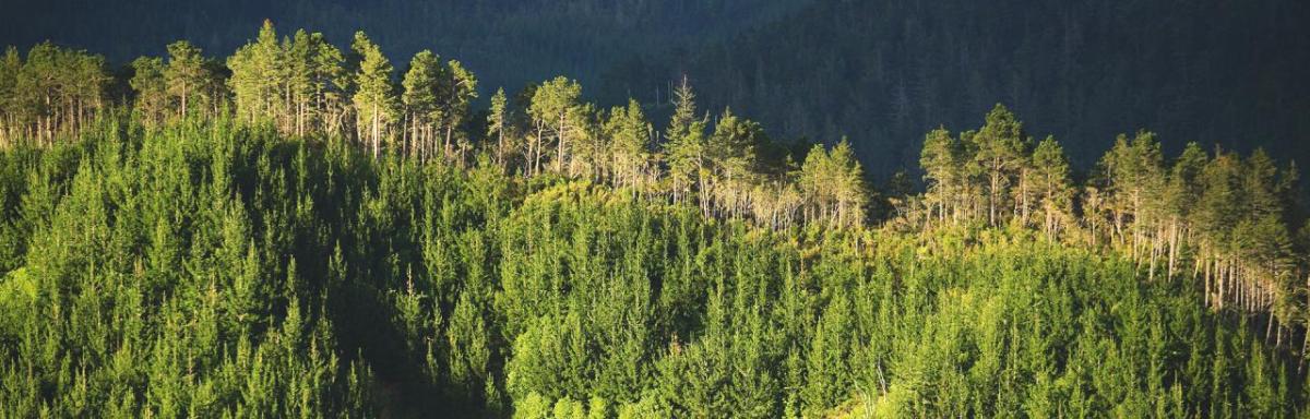 Aerial view of a forest