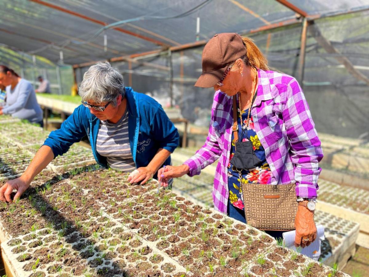 People planting seeds in small pots in a greenhouse.