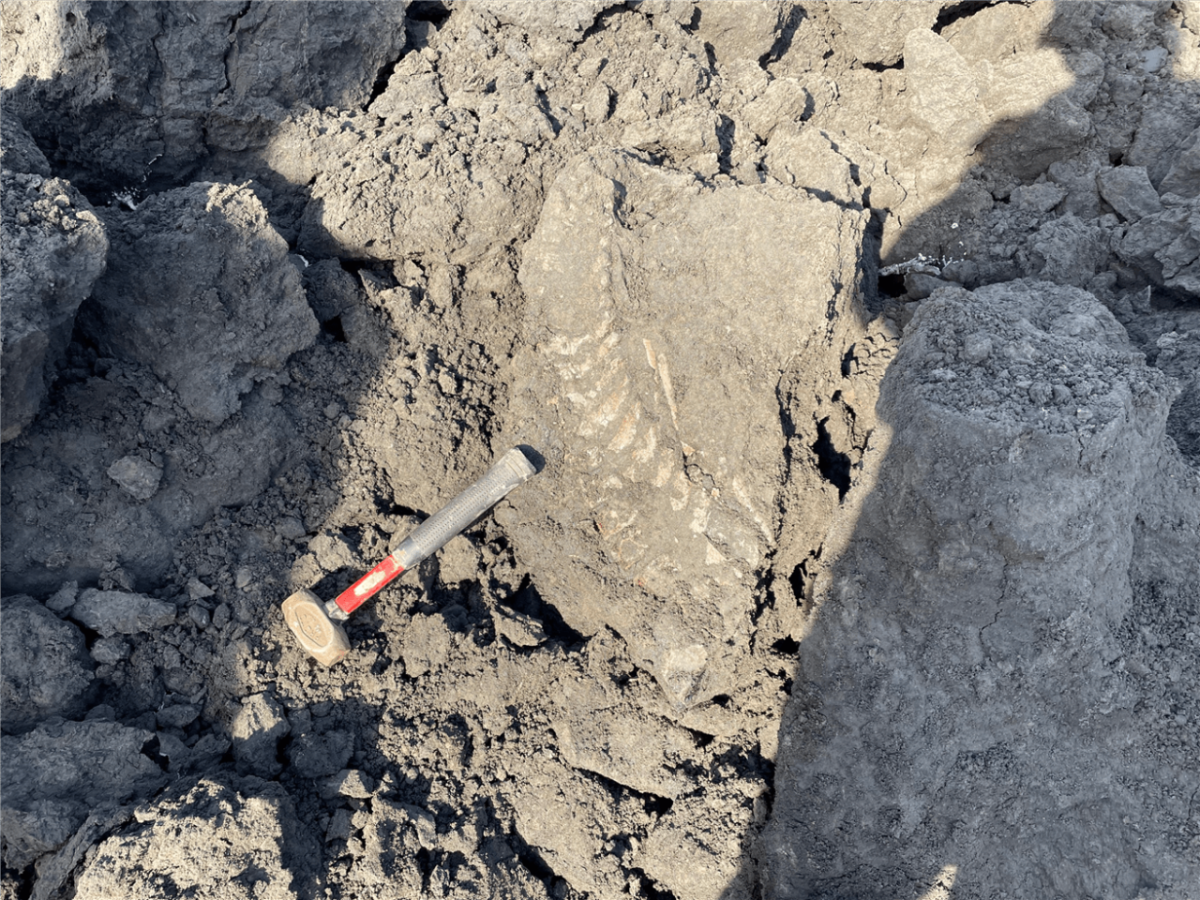 Fossil embedded in a rock