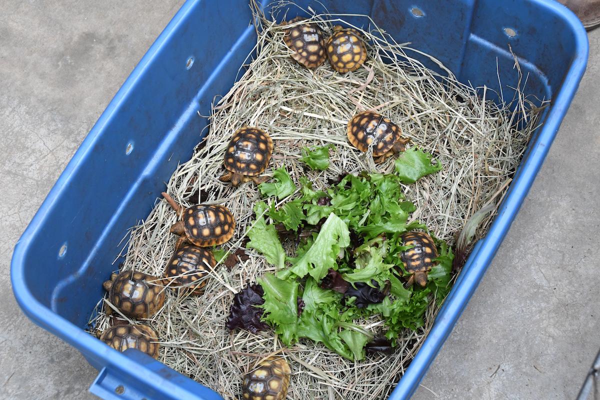 Gopher Tortoises in a safe container