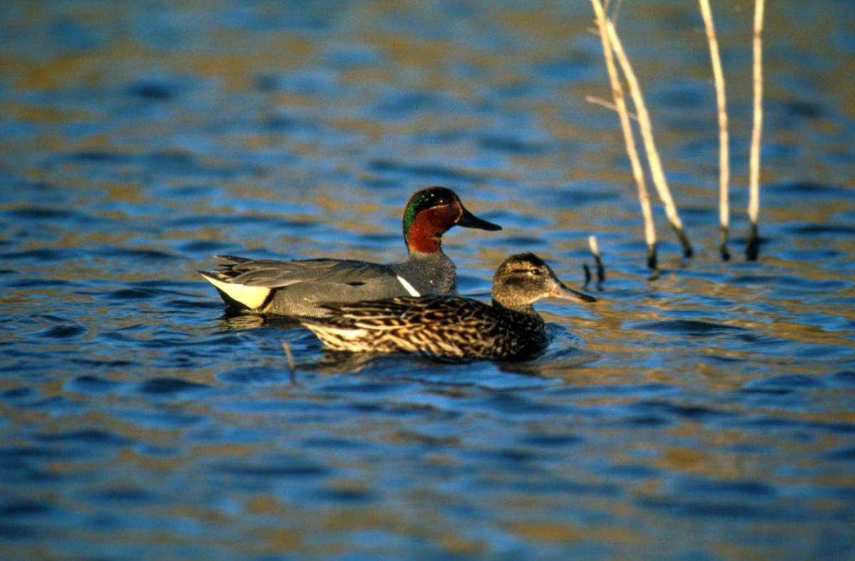 Green-winged teal birds swimming