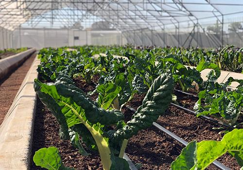 green sprouting from rows of planting boxes in a greenhouse