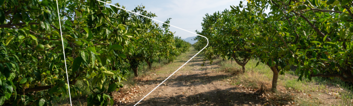 rows of crop trees and paths between them