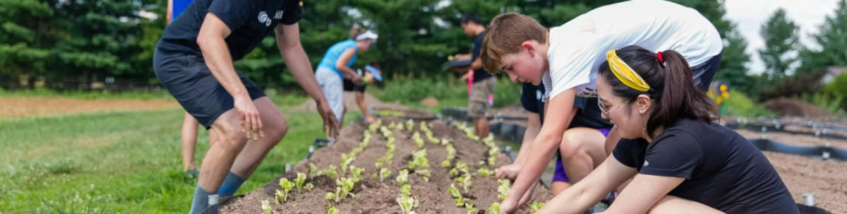 People planting seedlings in rows