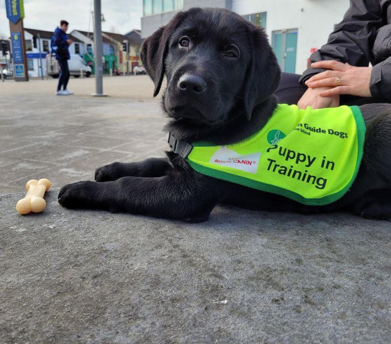 A black lab puppy laying down outside, wearing a "puppy in training" vest. A very good dog.