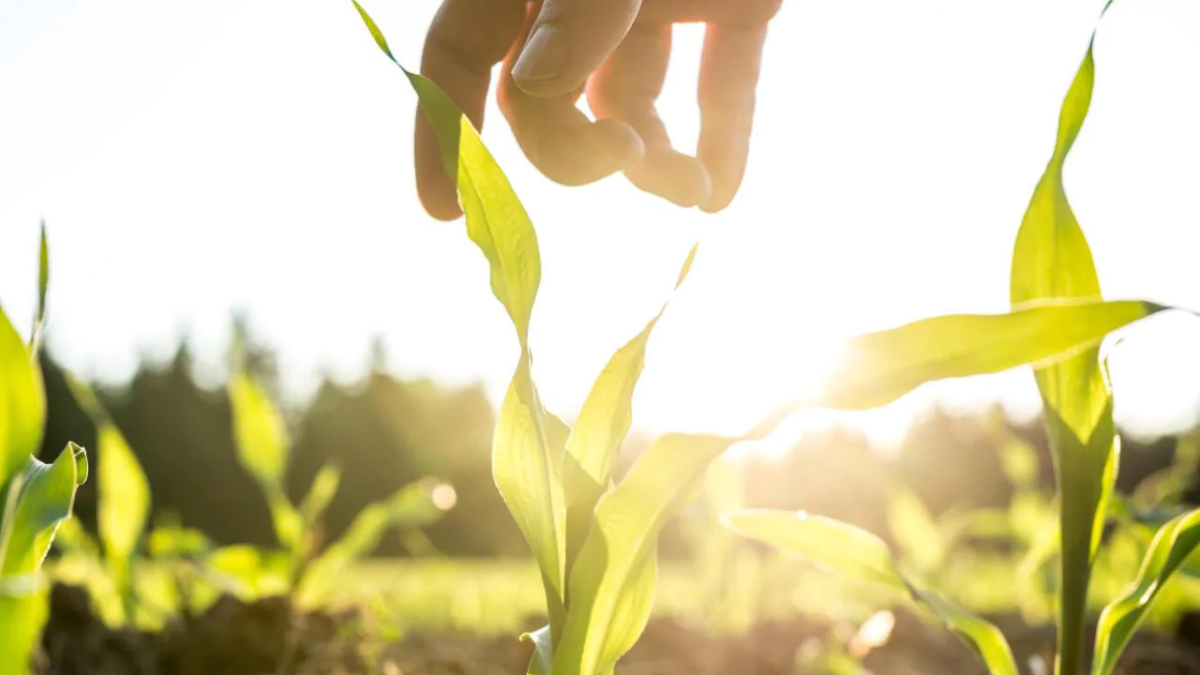 hand reaching for seedling