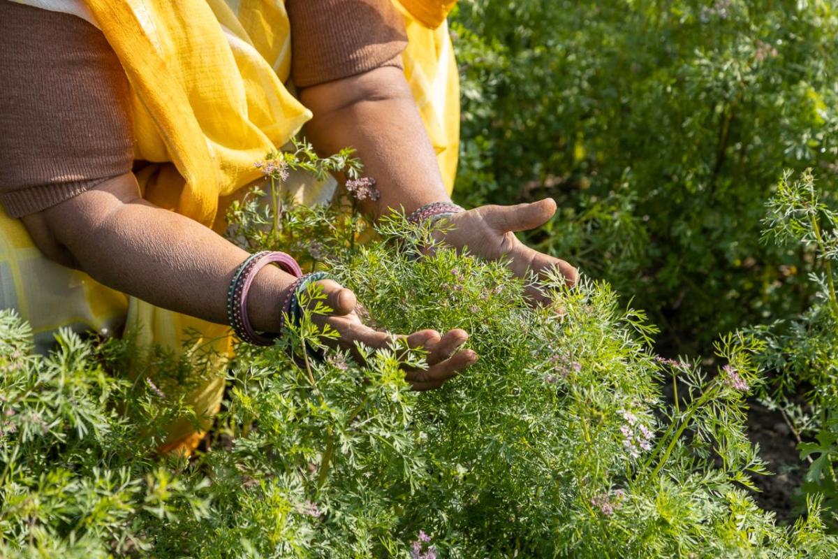 hands holding plants