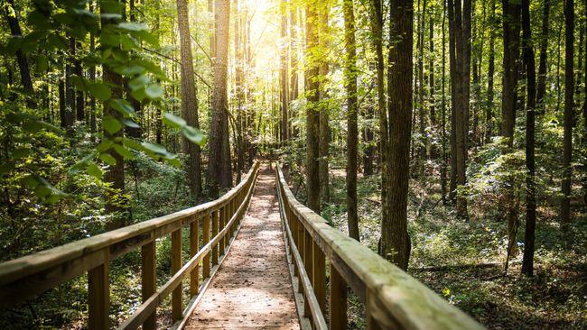 A wooden path with railings in a forested area.