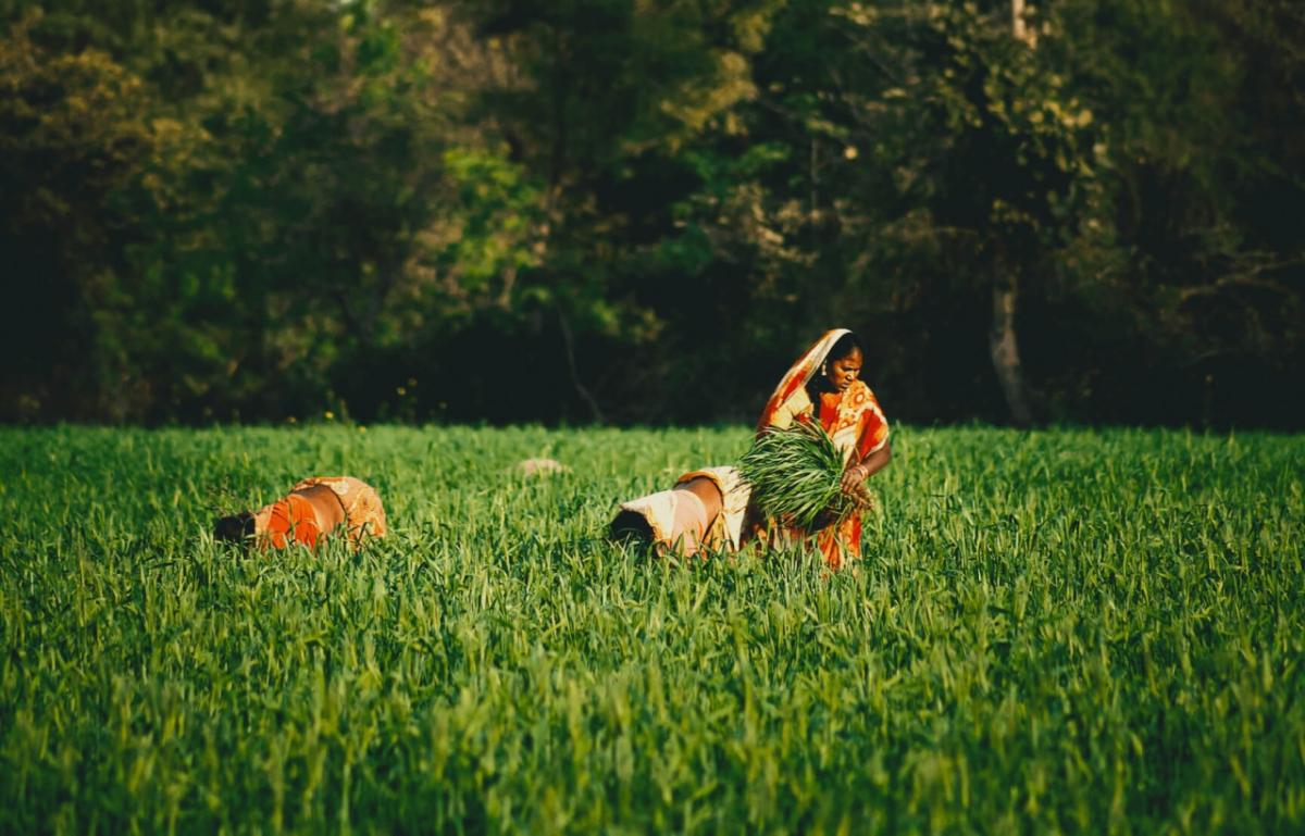 photo courtesy of The Atlantic people harvesting in a field