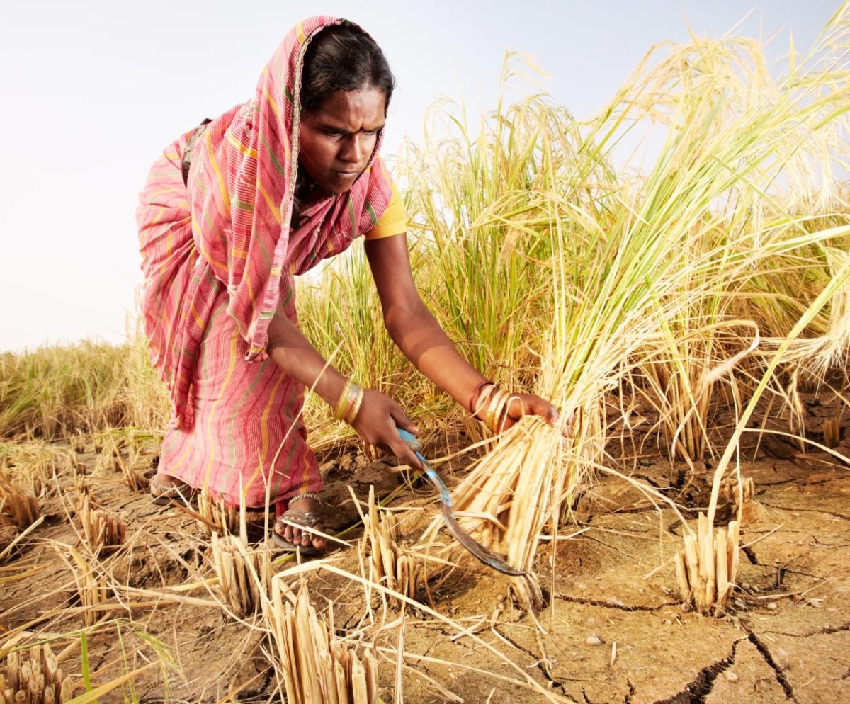 a person harvesting rice with dry cracked soil