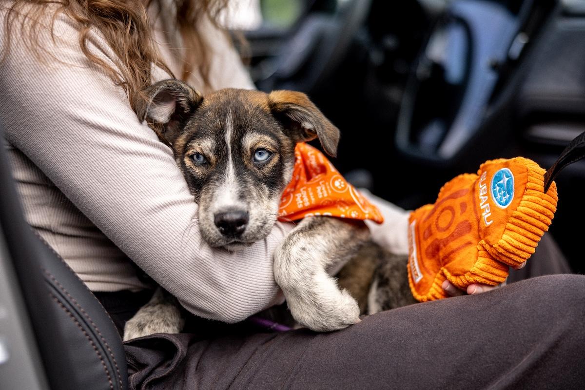 person holding a puppy
